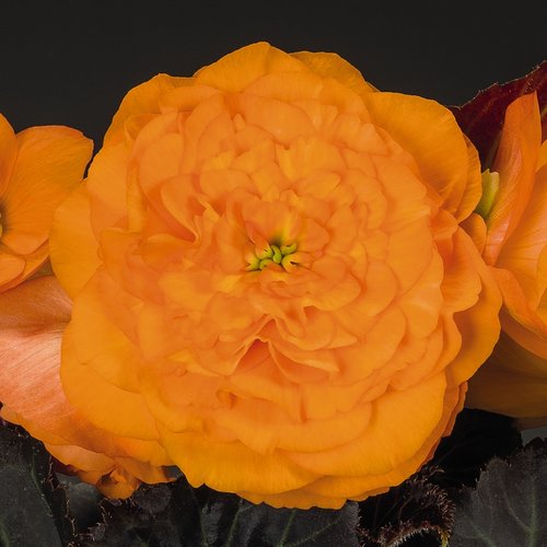 Nonstop® Mocca Bright Orange - Tuberous Begonia - Begonia x tuberhybrida