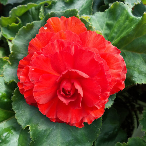 Nonstop® Red - Tuberous Begonia - Begonia x tuberhybrida