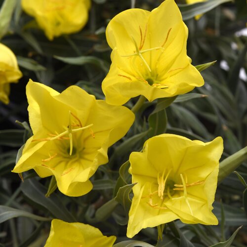 'Evening Sun' - Missouri Evening Primrose - Oenothera missouriensis