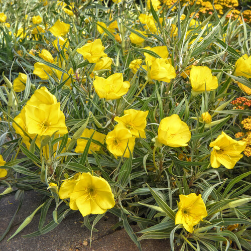 oenothera_evening_sun_garden_garden.jpg