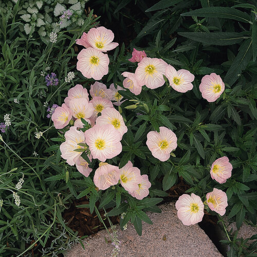 Siskiyou Pink - Mexican Primrose - Oenothera speciosa