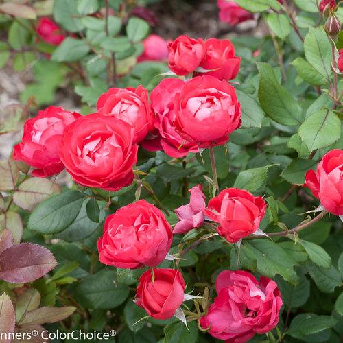 Oso Easy Double Red® - Landscape Rose - Rosa x | Proven Winners