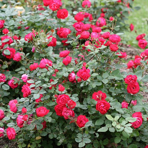 Oso Easy Double Red® - Landscape Rose - Rosa x | Proven Winners