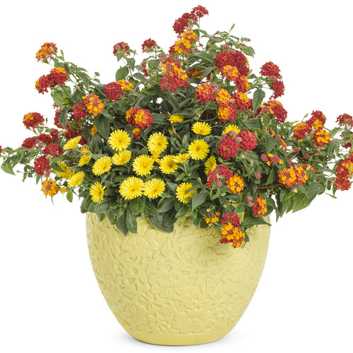 Lady Godiva® Yellow - English Marigold - Calendula hybrid | Proven Winners