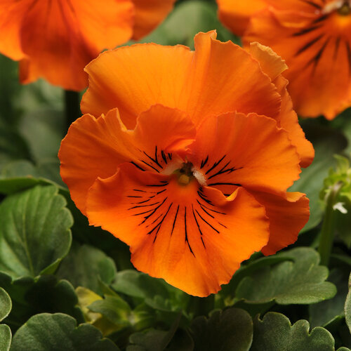 Frizzle Sizzle Orange - Ruffled Pansy - Viola x wittrockiana