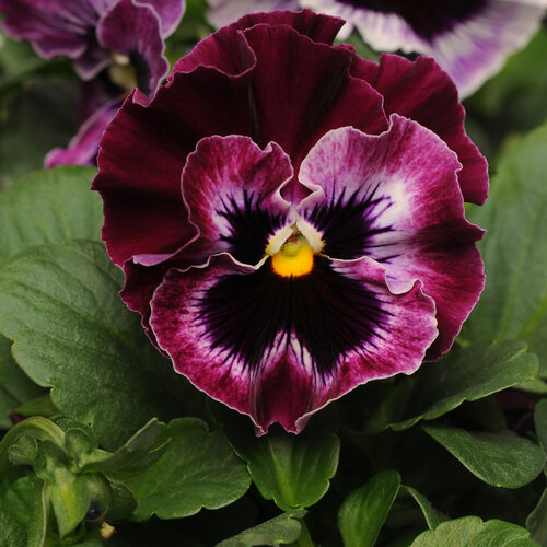 Frizzle Sizzle Raspberry - Ruffled Pansy - Viola x wittrockiana