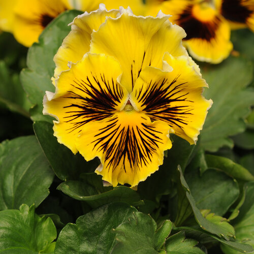 Frizzle Sizzle Yellow - Ruffled Pansy - Viola x wittrockiana