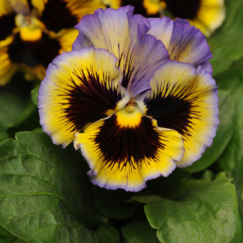 Frizzle Sizzle Yellow-Blue - Ruffled Pansy - Viola x wittrockiana