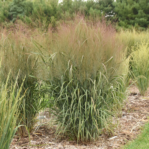 Prairie Winds® October Sky - Switch Grass - Panicum virgatum