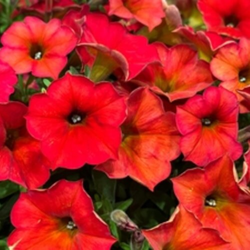 SuperCal® Premium Red Maple - Petchoa - Petunia x Calibrachoa hybrid