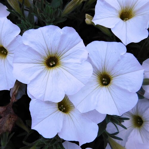 SuperCal® Premium Pearl White - Petchoa - Petunia x Calibrachoa hybrid