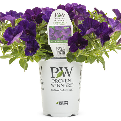 Supertunia® Royal Velvet® - Petunia hybrid | Proven Winners