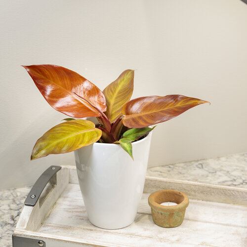 red philodendron