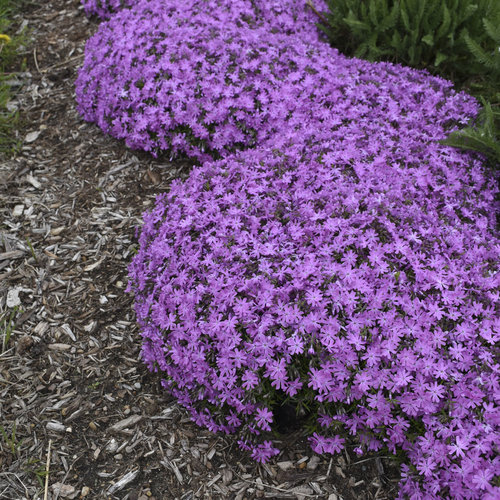 Bedazzled Pink - Hybrid Spring Phlox - Phlox hybrid