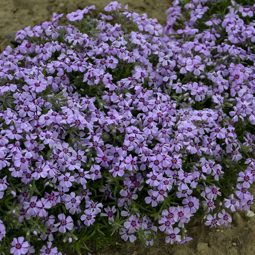 'Eye Candy' - Creeping Phlox, Moss Pinks - Phlox subulata