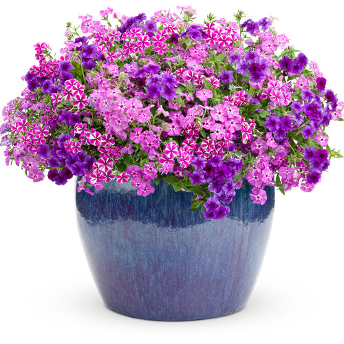 Intensia® Blueberry - Phlox hybrid | Proven Winners