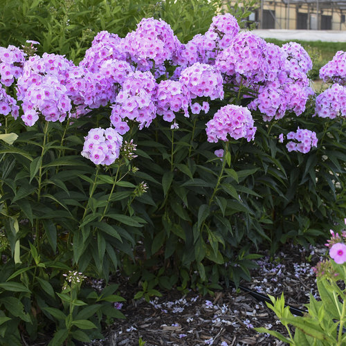 Luminary Opalescence Tall Garden Phlox Phlox Paniculata Proven Winners