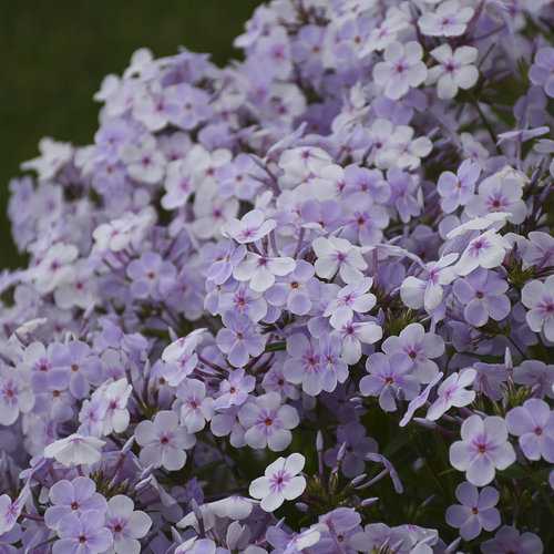 'Opening Act Pink-a-Dot' - Hybrid Phlox - Phlox hybrid | Proven Winners