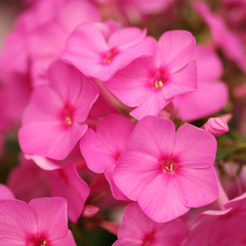 Flame Pink - Dwarf Garden Phlox - Phlox paniculata | Proven Winners