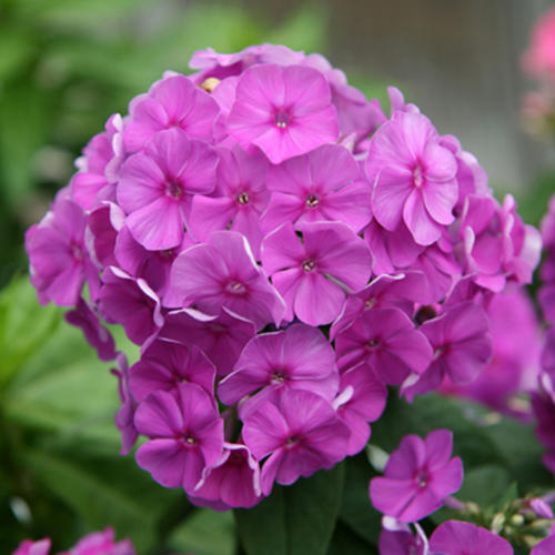 Flame Purple - Dwarf Garden Phlox - Phlox paniculata | Proven Winners