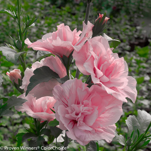 Hibiscus syriacus Pink Chiffon® (Rose of Sharon)