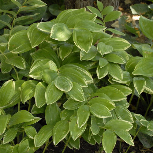 'Variegatum' - Solomon's Seal - Polygonatum odoratum