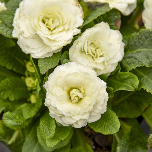 Bouquet Perfect™ Spearmint - Primrose - Primula vulgaris