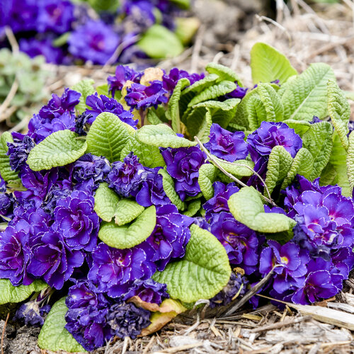 Bouquet Perfect™ Violetta - Primrose - Primula vulgaris