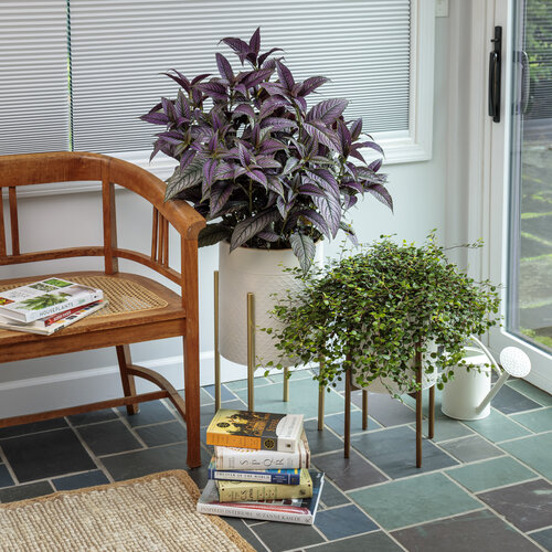 proven_accents_as_house_plants_24.jpg