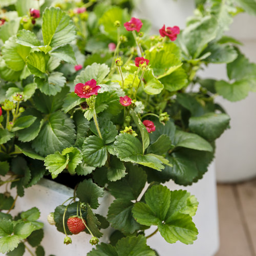 Berried Treasure® Red - Strawberry - Fragaria ananassa | Proven Winners