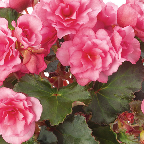 Glory Pink - Rieger Begonia - Begonia X Hiemalis 