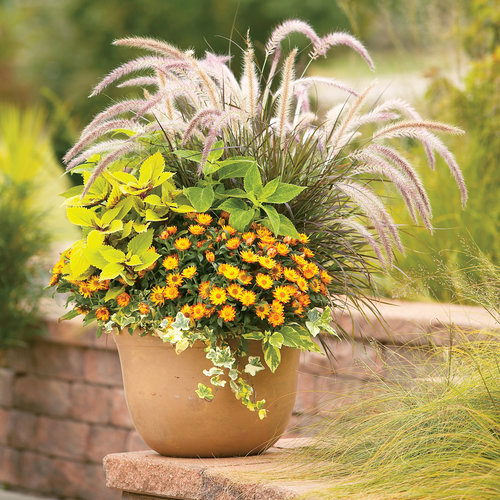 Waikiki Sunset™ - Lysimachia congestiflora | Proven Winners