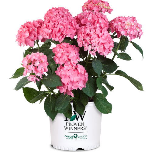 Let's Dance® Rave® - Reblooming hydrangea - Hydrangea macrophylla ...