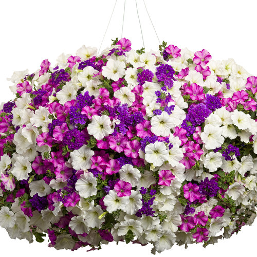 Lanai® Blue - Verbena hybrid | Proven Winners