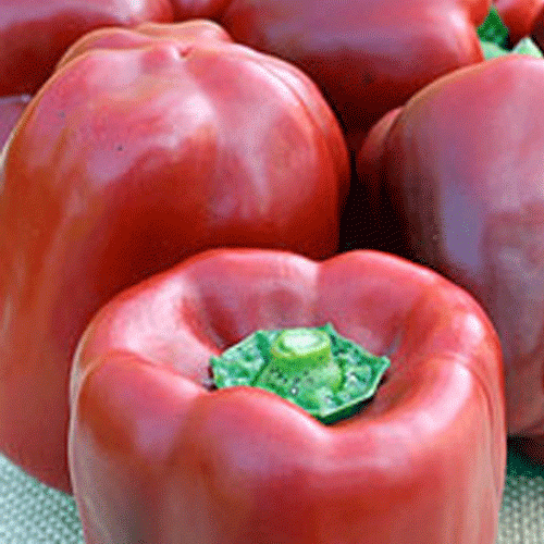 Red Baron - Sweet Bell Pepper - Capsicum annuum