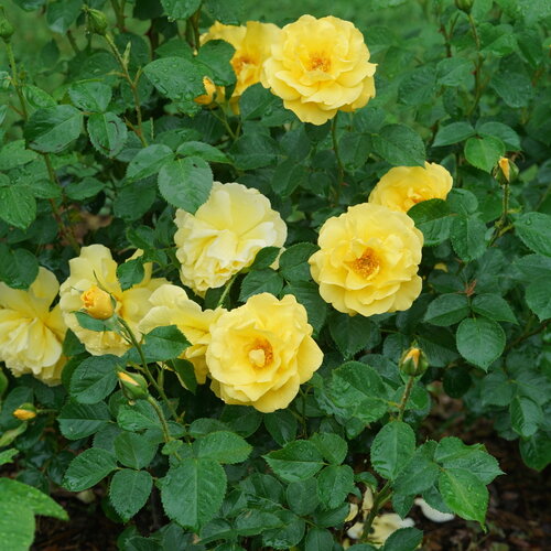 Reminiscent® Yellow - Rose - Rosa x