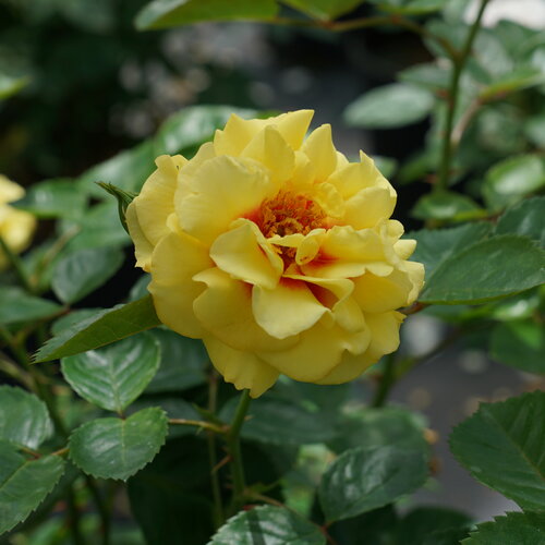climbing yellow rose bush