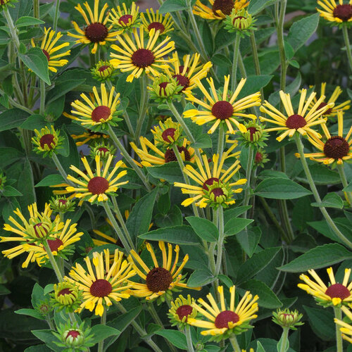 Little Henry - Quilled black-eyed Susan - Rudbeckia asteraceae