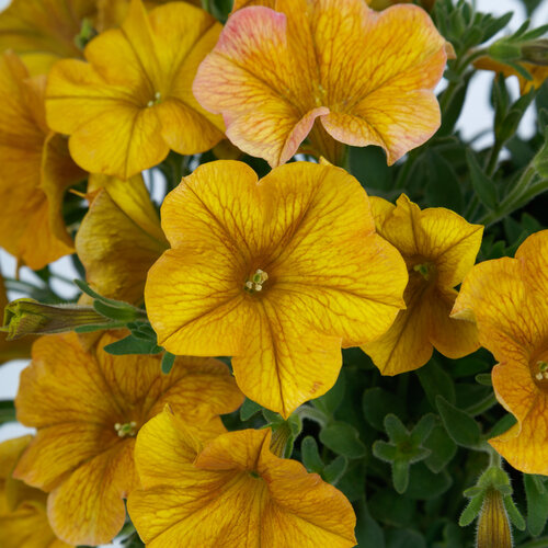 SuperCal® Premium Yellow Sun - Petchoa - Petunia x Calibrachoa hybrid