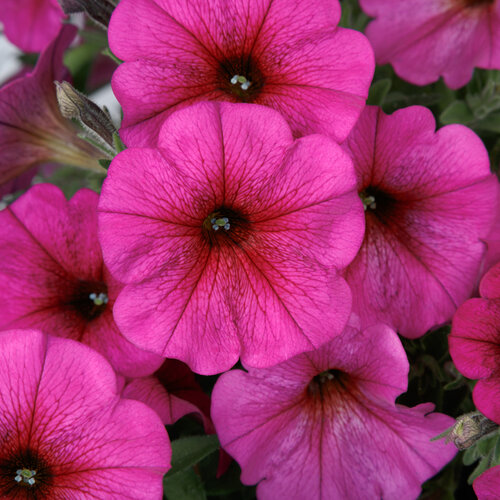 sakata_seed_america_inc._bloom_premiummpurpledawn.jpg