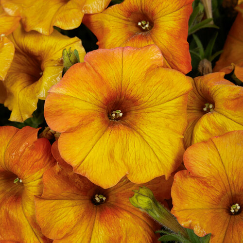 SuperCal® Premium Orange Sunset - Petchoa - Petunia x Calibrachoa hybrid