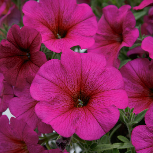 SuperCal® Premium Purple Dawn - Petchoa - Petunia x Calibrachoa hybrid