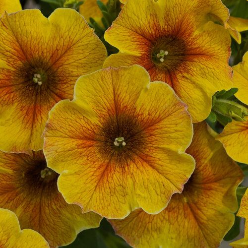 SuperCal® Premium Caramel Yellow - Petchoa - Petunia x Calibrachoa hybrid