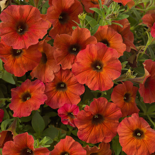 SuperCal® Premium Cinnamon - Petchoa - Petunia x Calibrachoa hybrid