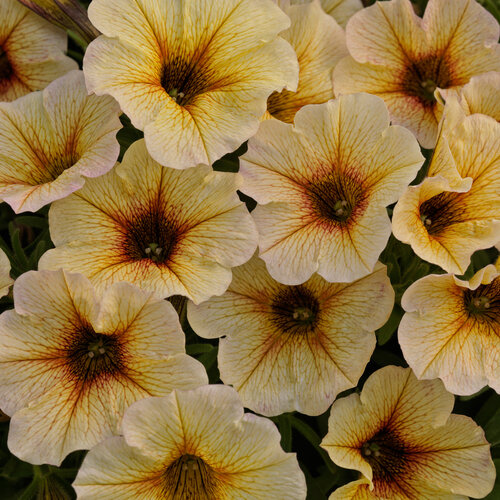 SuperCal® Premium French Vanilla - Petchoa - Petunia x Calibrachoa hybrid