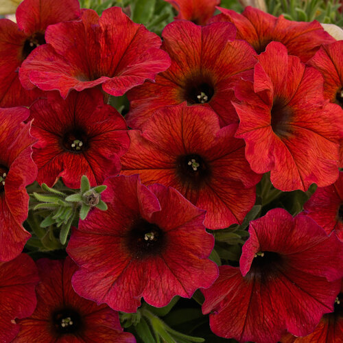 SuperCal® Premium Bordeaux - Petchoa - Petunia x Calibrachoa hybrid