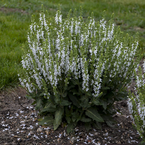 'White Profusion' - Perennial Salvia - Salvia nemerosa | Proven Winners