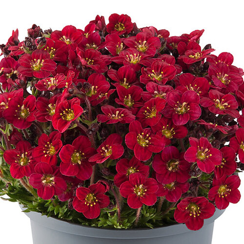 Marto™ Red - Rockfoil - Saxifraga arendsii