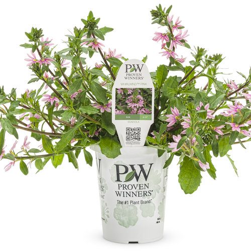 Whirlwind® Pink - Fan Flower - Scaevola aemula | Proven Winners