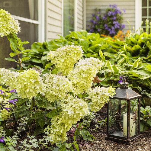 Dried Hydrangea Lime Blush